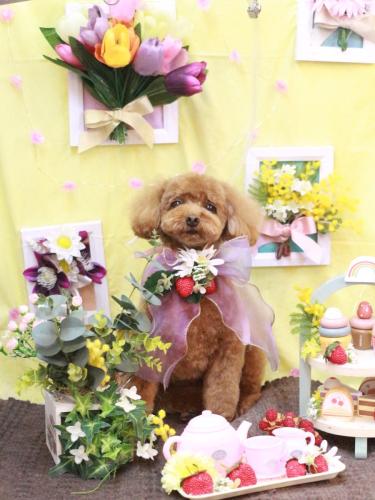 20230322ブラちゃん